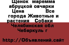 Щенок  маремма абруцкой овчарки › Цена ­ 50 000 - Все города Животные и растения » Собаки   . Челябинская обл.,Чебаркуль г.